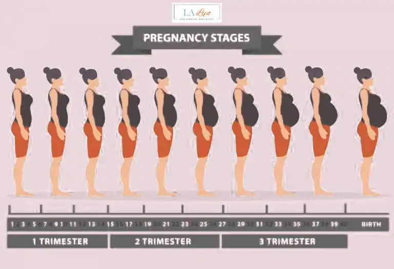 First Trimester (Weeks 1–12): Early Changes You Might Not Notice Bushey